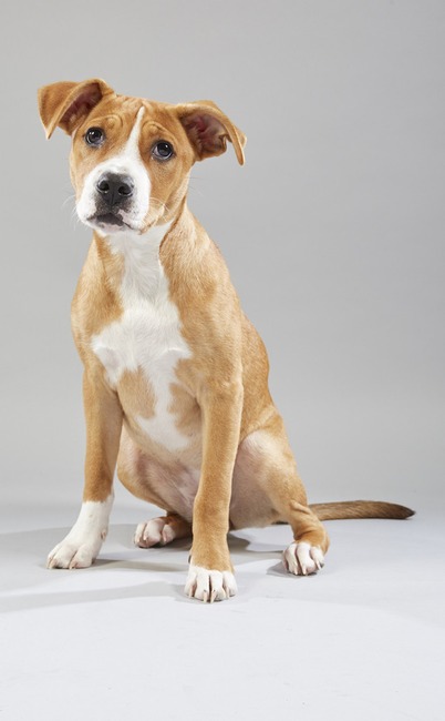 Puppy Bowl XV